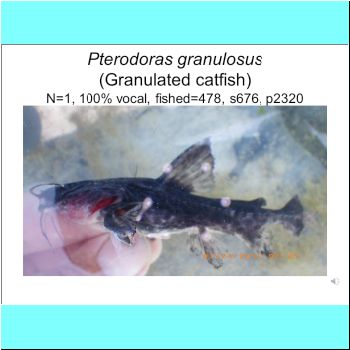 Pterodoras granulosus.png